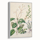 Classical Realism Botanical Art Print - Calceolaria & Mazus