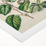 Classical Realism Botanical Art Print - Calceolaria & Mazus