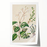 Classical Realism Botanical Art Print - Calceolaria & Mazus