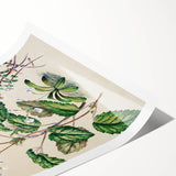 Classical Realism Botanical Art Print - Calceolaria & Mazus