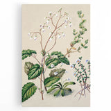 Classical Realism Botanical Art Print - Calceolaria & Mazus