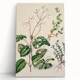 Classical Realism Botanical Art Print - Calceolaria & Mazus