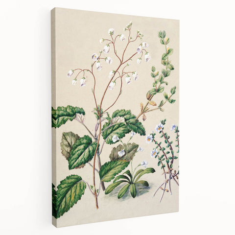 Classical Realism Botanical Art Print - Calceolaria & Mazus