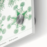 Modern Wall Art - Stauromedusae by Ernst Haeckel - Unique Marine Decor