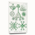 Modern Wall Art - Stauromedusae by Ernst Haeckel - Unique Marine Decor