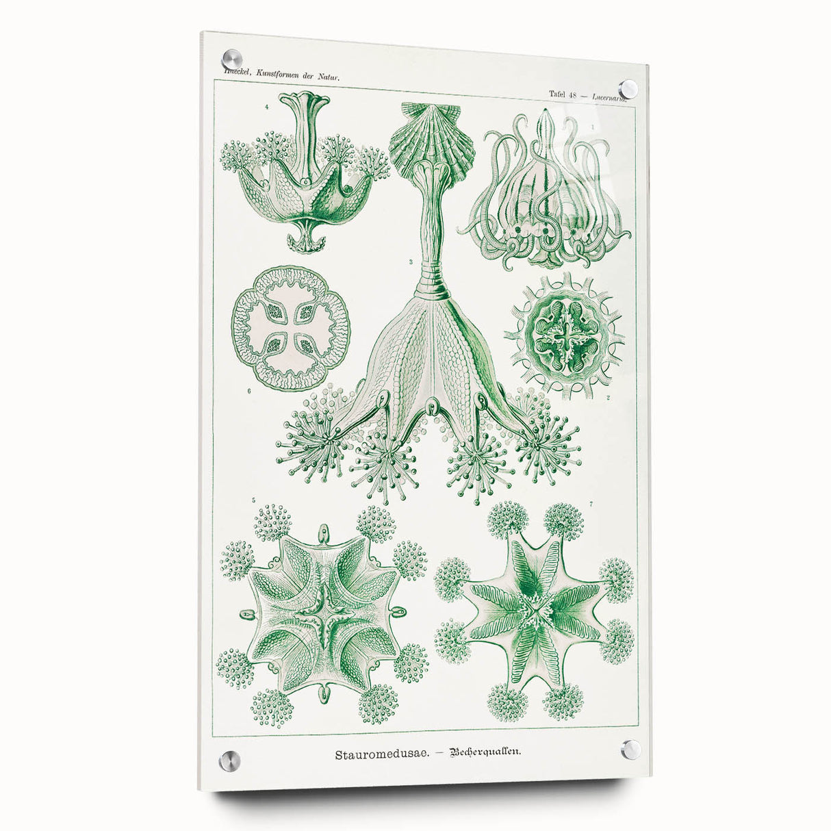 Modern Wall Art - Stauromedusae by Ernst Haeckel - Unique Marine Decor