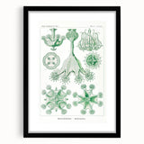 Modern Wall Art - Stauromedusae by Ernst Haeckel - Unique Marine Decor