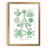 Modern Wall Art - Stauromedusae by Ernst Haeckel - Unique Marine Decor