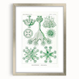 Modern Wall Art - Stauromedusae by Ernst Haeckel - Unique Marine Decor