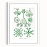 Modern Wall Art - Stauromedusae by Ernst Haeckel - Unique Marine Decor