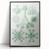Modern Wall Art - Stauromedusae by Ernst Haeckel - Unique Marine Decor