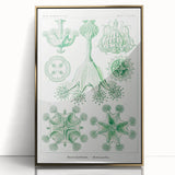 Modern Wall Art - Stauromedusae by Ernst Haeckel - Unique Marine Decor