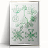 Modern Wall Art - Stauromedusae by Ernst Haeckel - Unique Marine Decor