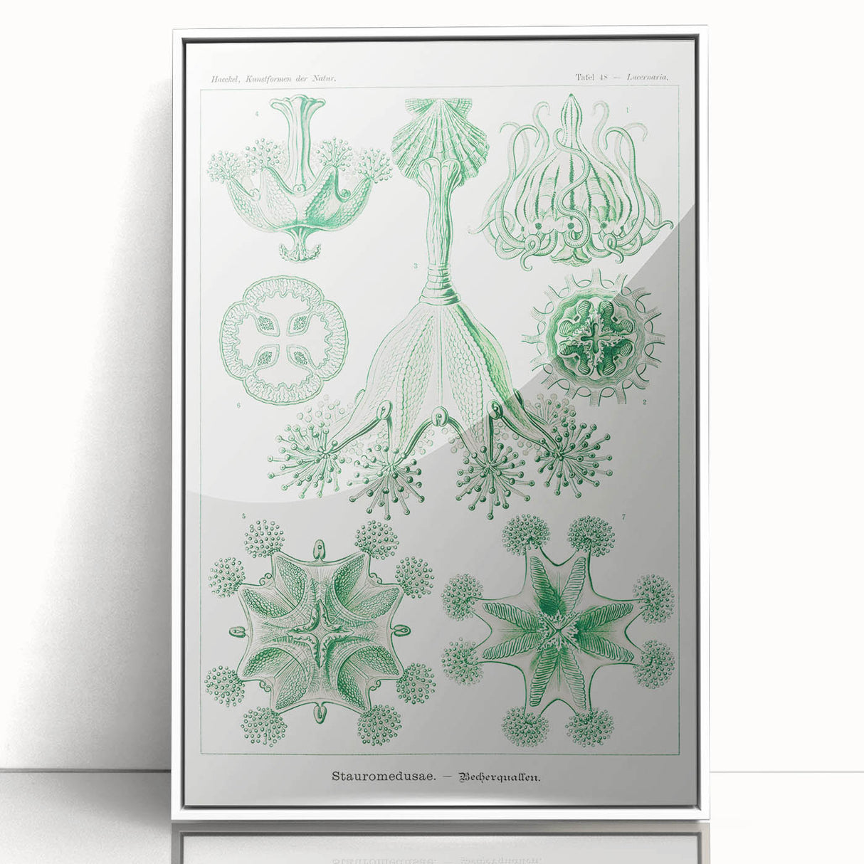 Modern Wall Art - Stauromedusae by Ernst Haeckel - Unique Marine Decor