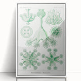 Modern Wall Art - Stauromedusae by Ernst Haeckel - Unique Marine Decor
