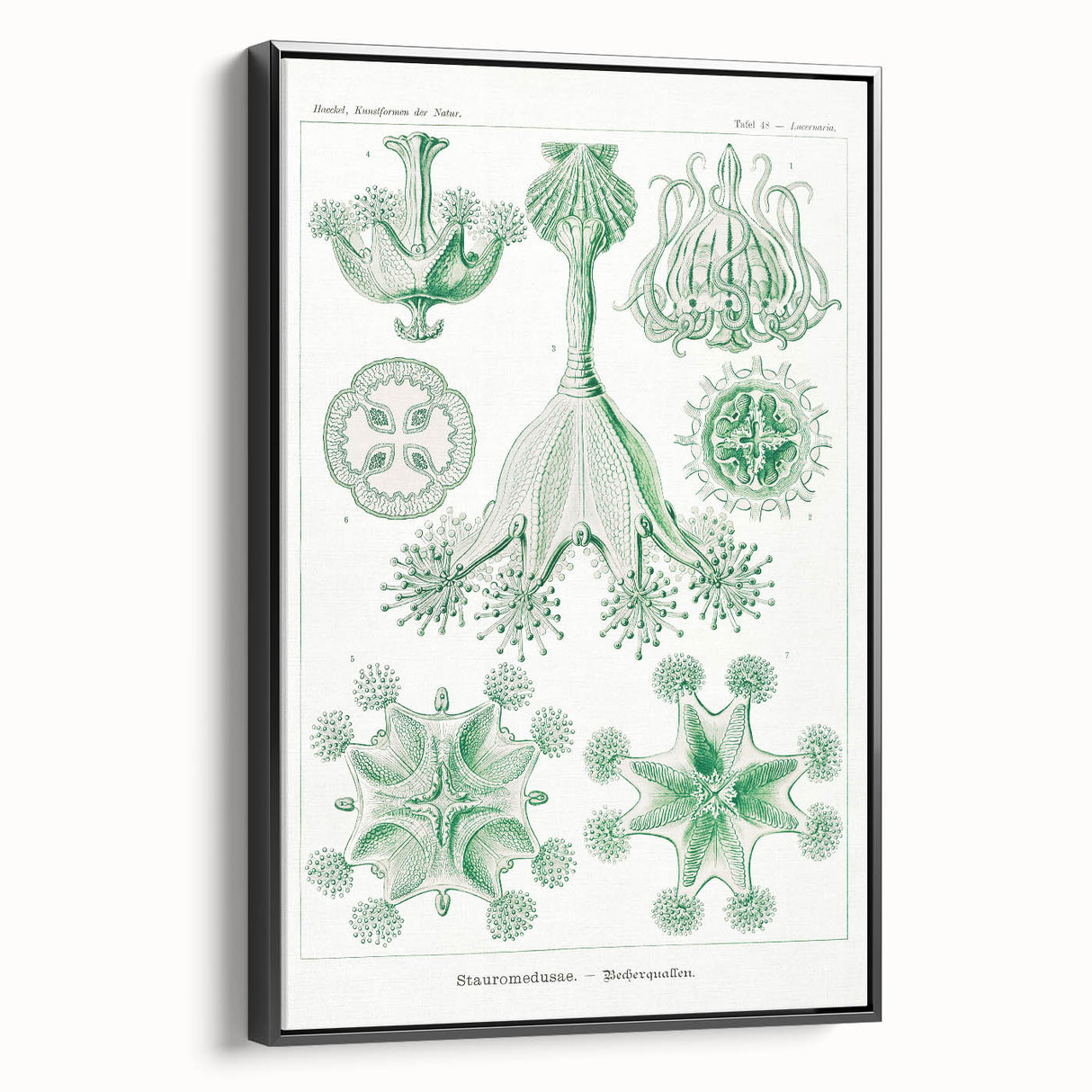 Modern Wall Art - Stauromedusae by Ernst Haeckel - Unique Marine Decor