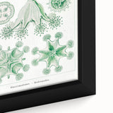 Modern Wall Art - Stauromedusae by Ernst Haeckel - Unique Marine Decor