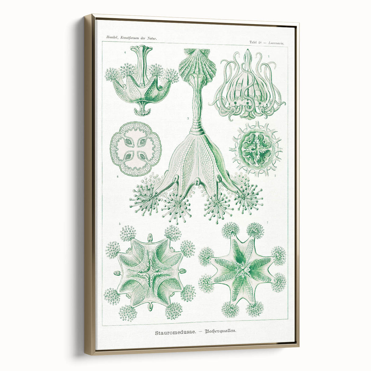 Modern Wall Art - Stauromedusae by Ernst Haeckel - Unique Marine Decor