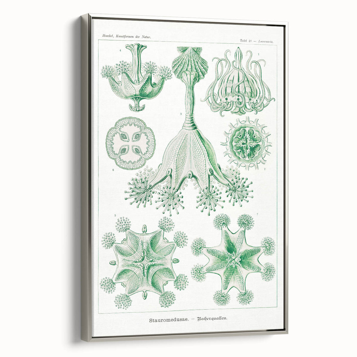 Modern Wall Art - Stauromedusae by Ernst Haeckel - Unique Marine Decor