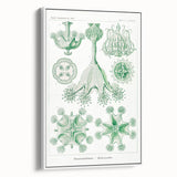 Modern Wall Art - Stauromedusae by Ernst Haeckel - Unique Marine Decor