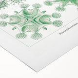 Modern Wall Art - Stauromedusae by Ernst Haeckel - Unique Marine Decor