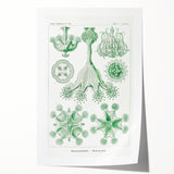 Modern Wall Art - Stauromedusae by Ernst Haeckel - Unique Marine Decor