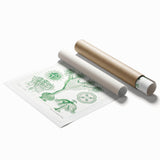 Modern Wall Art - Stauromedusae by Ernst Haeckel - Unique Marine Decor