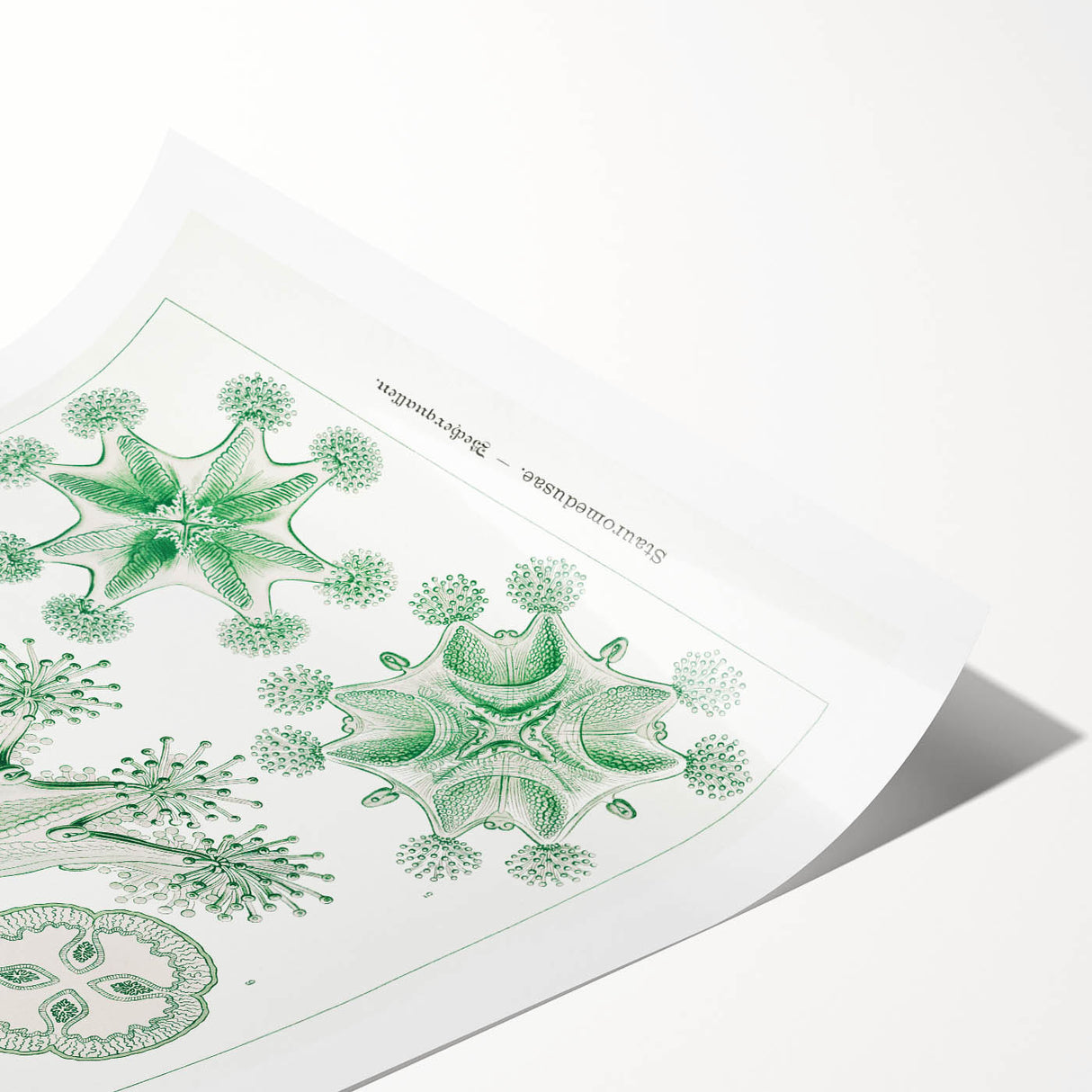 Modern Wall Art - Stauromedusae by Ernst Haeckel - Unique Marine Decor