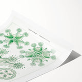 Modern Wall Art - Stauromedusae by Ernst Haeckel - Unique Marine Decor