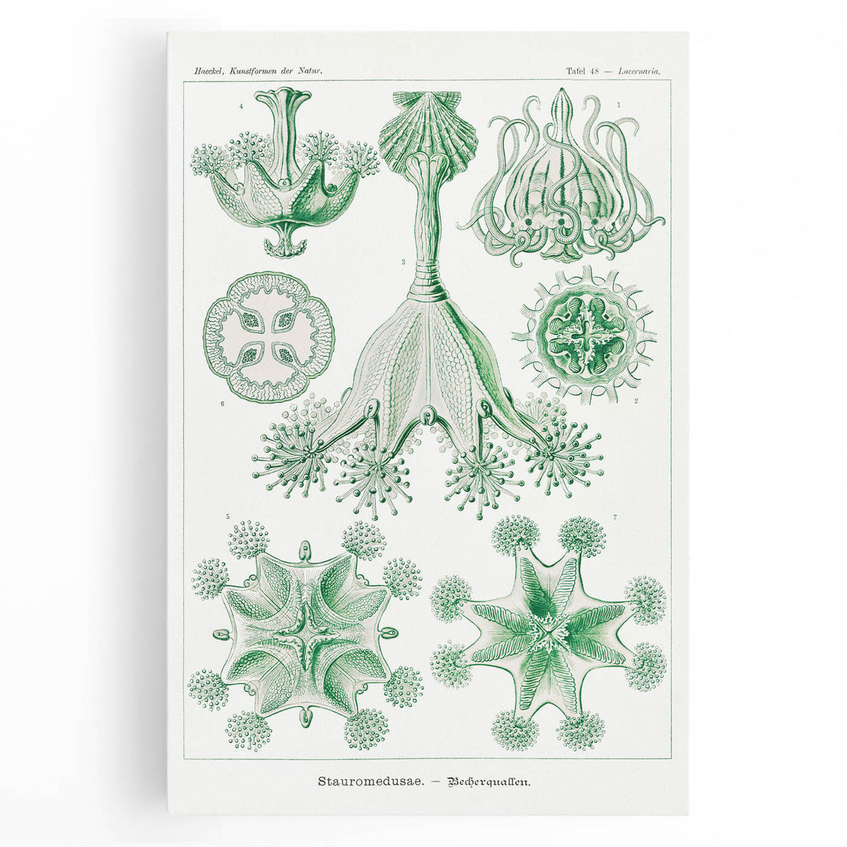 Modern Wall Art - Stauromedusae by Ernst Haeckel - Unique Marine Decor