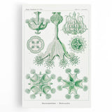 Modern Wall Art - Stauromedusae by Ernst Haeckel - Unique Marine Decor