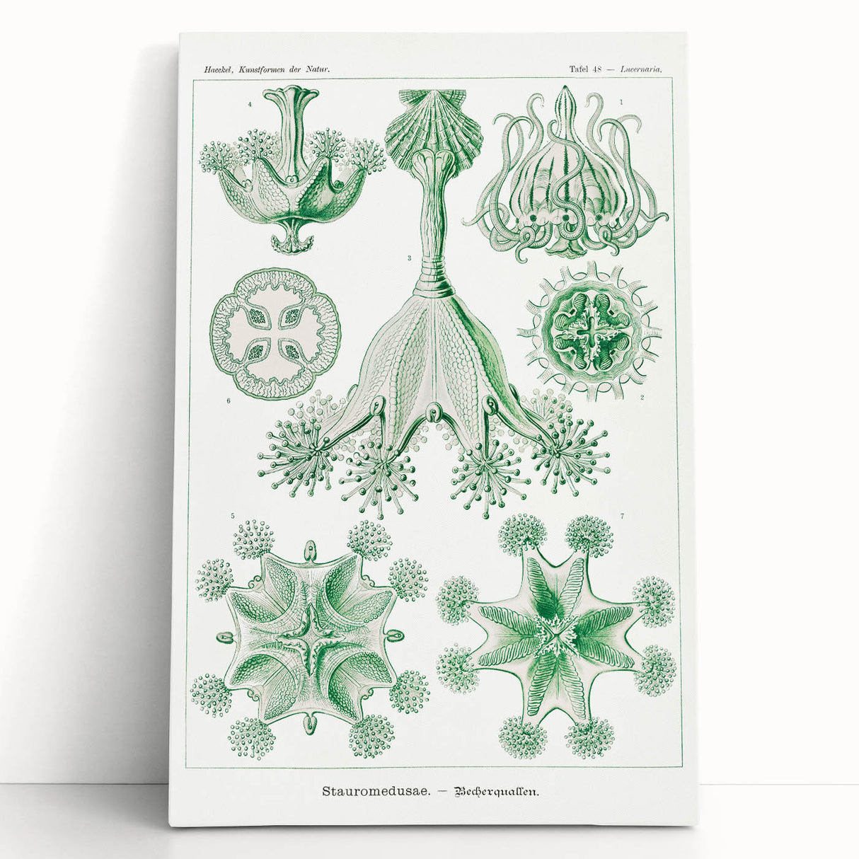 Modern Wall Art - Stauromedusae by Ernst Haeckel - Unique Marine Decor