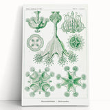 Modern Wall Art - Stauromedusae by Ernst Haeckel - Unique Marine Decor