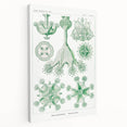 Modern Wall Art - Stauromedusae by Ernst Haeckel - Unique Marine Decor