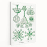 Modern Wall Art - Stauromedusae by Ernst Haeckel - Unique Marine Decor