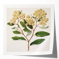 Classical Realism Botanical Art Print - Kumarahou Flower Study