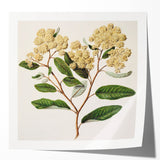 Classical Realism Botanical Art Print - Kumarahou Flower Study
