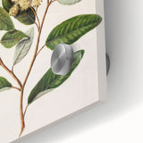 Classical Realism Botanical Art Print - Kumarahou Flower Study