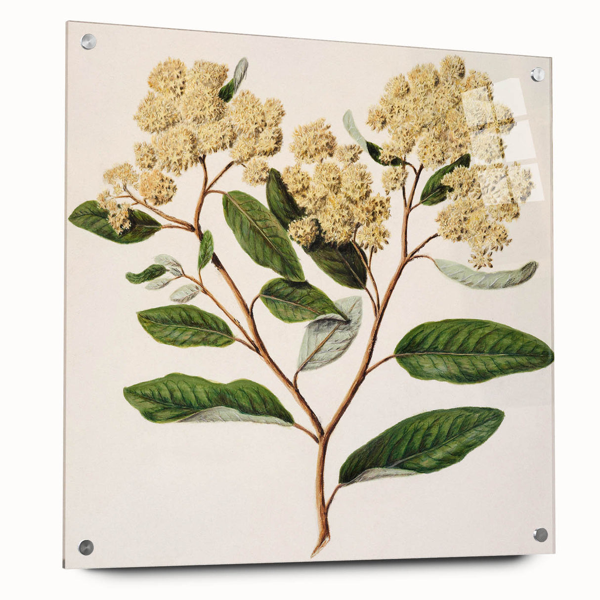 Classical Realism Botanical Art Print - Kumarahou Flower Study