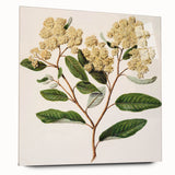 Classical Realism Botanical Art Print - Kumarahou Flower Study