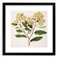 Classical Realism Botanical Art Print - Kumarahou Flower Study