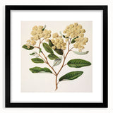 Classical Realism Botanical Art Print - Kumarahou Flower Study