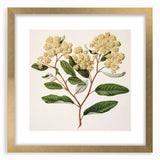 Classical Realism Botanical Art Print - Kumarahou Flower Study