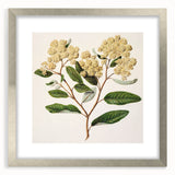 Classical Realism Botanical Art Print - Kumarahou Flower Study