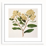 Classical Realism Botanical Art Print - Kumarahou Flower Study