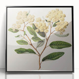 Classical Realism Botanical Art Print - Kumarahou Flower Study