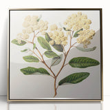 Classical Realism Botanical Art Print - Kumarahou Flower Study