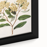 Classical Realism Botanical Art Print - Kumarahou Flower Study