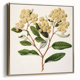 Classical Realism Botanical Art Print - Kumarahou Flower Study