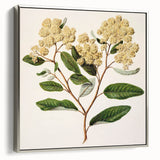 Classical Realism Botanical Art Print - Kumarahou Flower Study